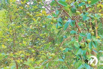 �G����Դ|�Ͻ�h���������Ͳ�a(ch��n)�I(y��)�¸ߵ� ���t+�G���x�ܾG���Ͻ����B(t��i)���O(sh��)